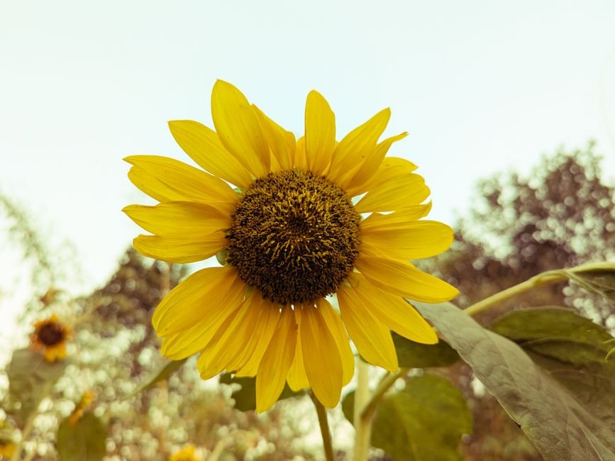 Snapseed RAW Editing Solved: Your Biggest Photo Headache Gone