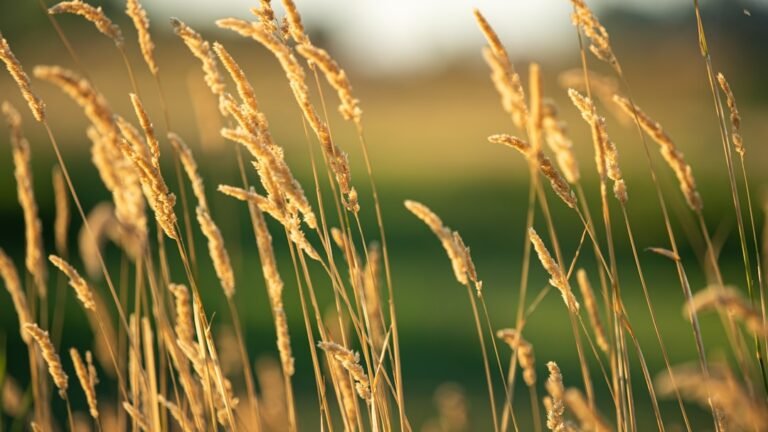 Free Seeds! Grab National Geographic Pollinator Pack Now