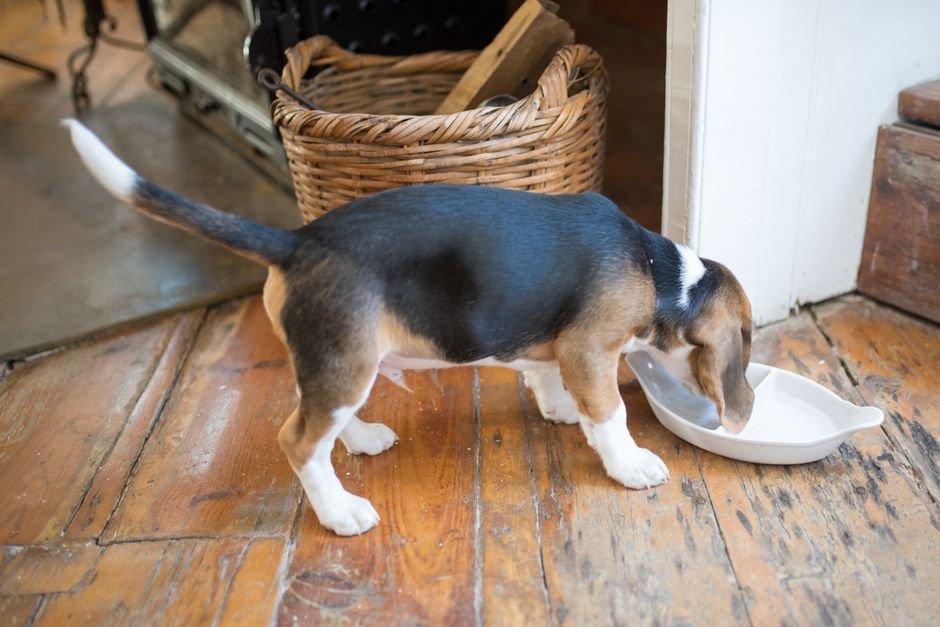 Amazon Deal: Bella Small Dog Bowl $0.85 - Grab It Now!