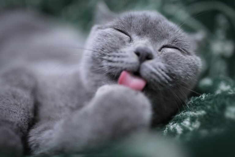 Hot Deal: Chia Snoozing Kitty Cat Grass Planter for $11 + free shipping w/ $35
