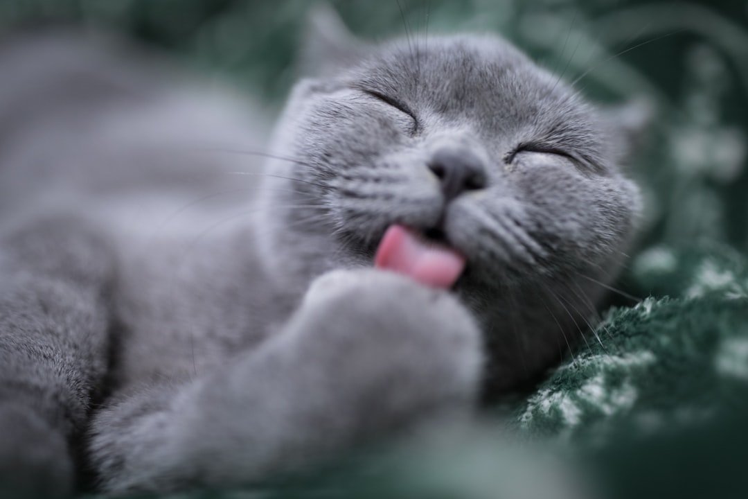 Hot Deal: Chia Snoozing Kitty Cat Grass Planter for $11 + free shipping w/ $35