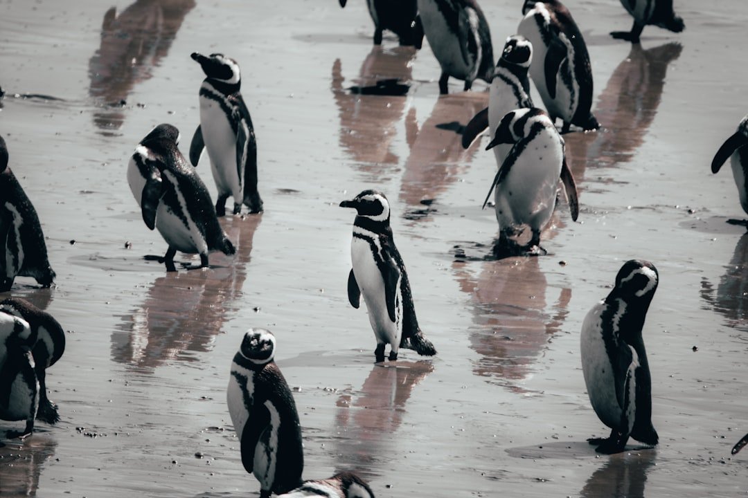 The Penguin History of the World: 6th Edition Kindle eBook $1
